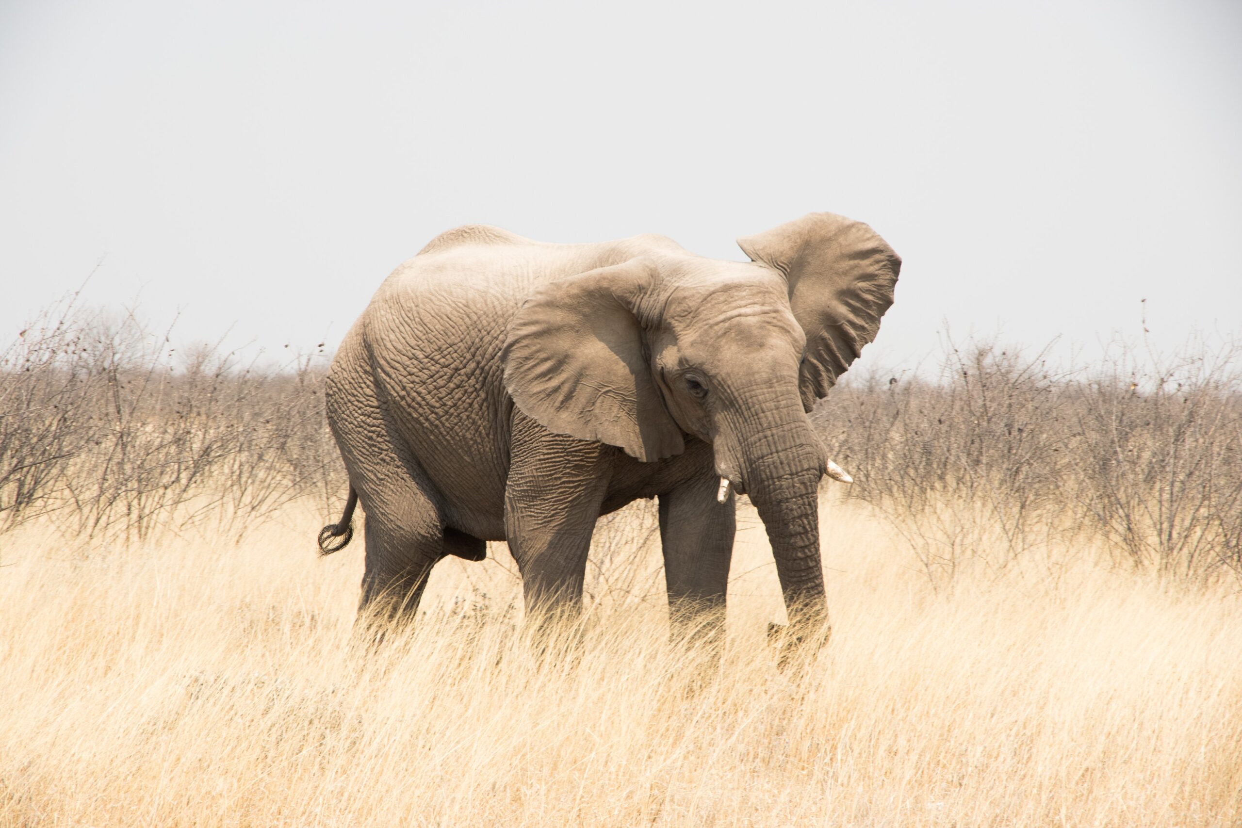 The Ultimate Namibia Road Trip