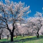 Best Places to Visit in Hunza Valley